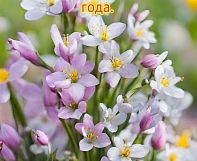 Акция на проф гигиену в стоматологической клинике Жемчужина плюс