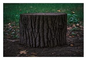 Аккуратный пеньДень | осень 25Парк Беличий