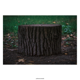 Аккуратный пеньДень | осень 25Парк Беличий