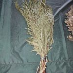 Веники для бани 