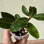 Лавр благородный (Laurus nobilis) — Краснознаменск