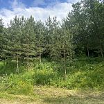 Продам, 6 соток, Садовый — Краснознаменск