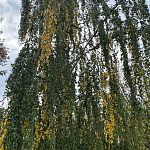 Золотая Осень — Краснознаменск