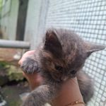 Маленький котенок совсем один на улице!!! 
