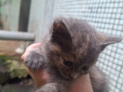 Маленький котенок совсем один на улице!!! 