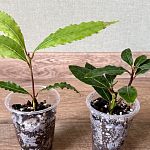 Лавр благородный (Laurus nobilis) — Краснознаменск