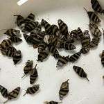 Улитки Хелена