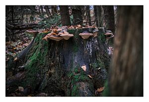 Грибной пеньДень | Осень 25Городской парк