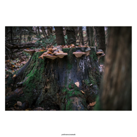 Грибной пеньДень | Осень 25Городской парк