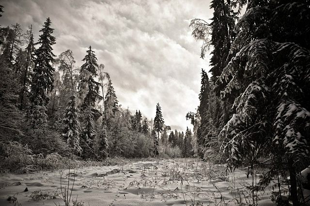 Лесные зори. Просека по дороге из Краснознаменск