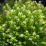 Креветки «вишня»