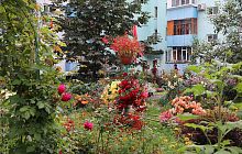 В ближайшее время город оживет яркими красками цветов, украшающих городские клумбы