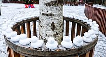 Компания снежных уточек посетила Беличий парк)