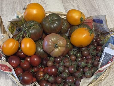 Продам помидоры с дачи