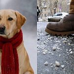 Джамалунгмы соли и ежедневный квест обойди асфальт, ибо лапы собаки разъедает в кровь