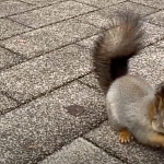 Подборка видео с новыми приключениями белочки в парке 