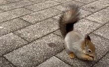 Подборка видео с новыми приключениями белочки в парке 