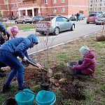 На улице Строителей 12/3 сегодня прошла акция "Лес Победы".