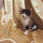 Трёхцветная кошечка Шкода ищет Дом