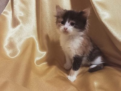 Трёхцветная кошечка Шкода ищет Дом