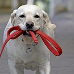 Самовыгул домашних животных