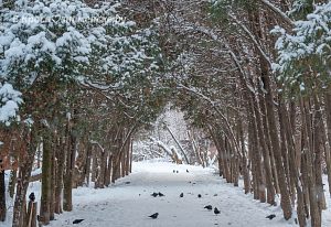 Аллея детского сада КГБ