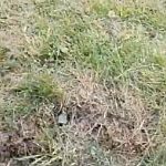 Зачем с маниакальной регулярностью уничтожаются газоны?