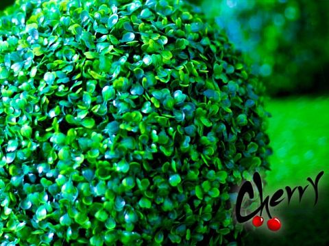 CHERRYphoto Фотостудия «ВИШНЯ» г.Краснознаменск