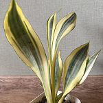 Сансевиерия «Эльдорадо» (Sansevieria El Dorado)  — Краснознаменск