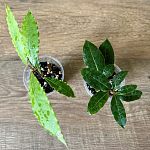 Лавр благородный (Laurus nobilis) — Краснознаменск