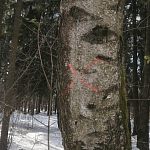 "Благоустройство" в кгб-ешке скоро начнётся. Что не вырубили в прошлый раз дорубят сейчас.