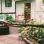 Дерево упало на машину