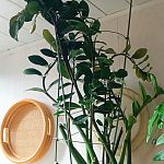 Продаются цветочные, керамические горшки,цветы. — Краснознаменск