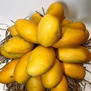 Манго Кат Чу