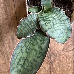 Сансевиерия Kirkii Silver Blue   — Краснознаменск