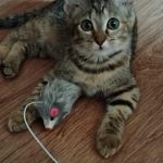 Ласковая маленькая кошечка 