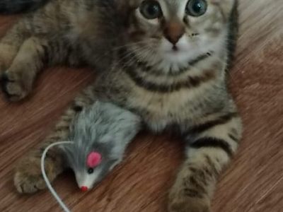 Ласковая маленькая кошечка 