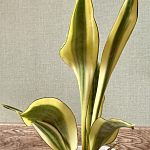 Сансевиерия «Эльдорадо» (Sansevieria El Dorado)  — Краснознаменск