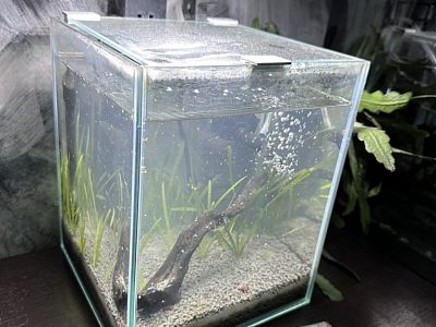 Aквариум AQUAEL SHRIMP SET DAY&NIGHT 10 (10л)
