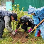 В Краснознаменске прошла акция «Наш лес. Посади свое дерево»