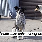 Бездомные собаки в городе