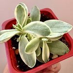 Крассула Money maker Variegata