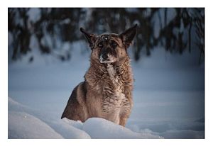  Пес и перхоть День | Зима 26 Школа №1