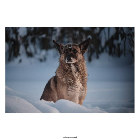  Пес и перхоть День | Зима 26 Школа №1