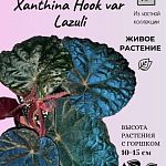 Бегония Xanthina Hook var. Lazuli  — Краснознаменск