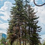 Ели совсем уже зачахли