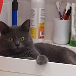Пропал кот!