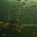 Зимний фридайвинг в Городском парке от «Космических моржей»