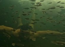 Зимний фридайвинг в Городском парке от «Космических моржей»