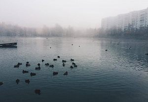 Городское озеро, утки, утро